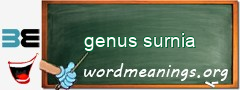 WordMeaning blackboard for genus surnia